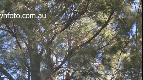 rosellas